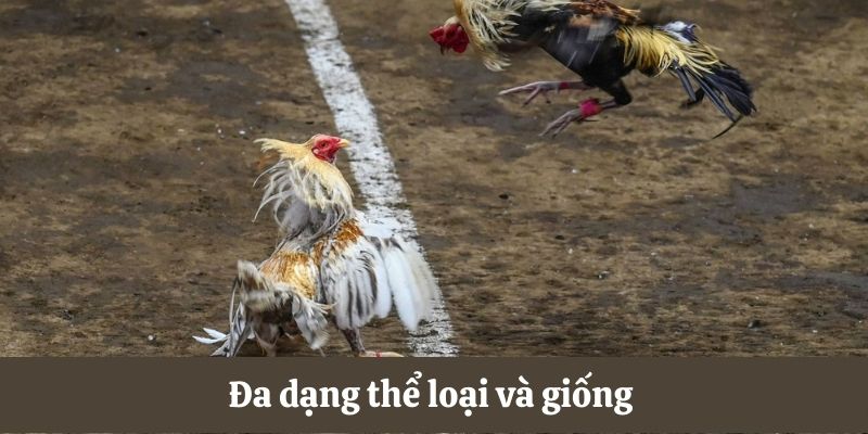 Đá gà C3 đa dạng thể loại và giống