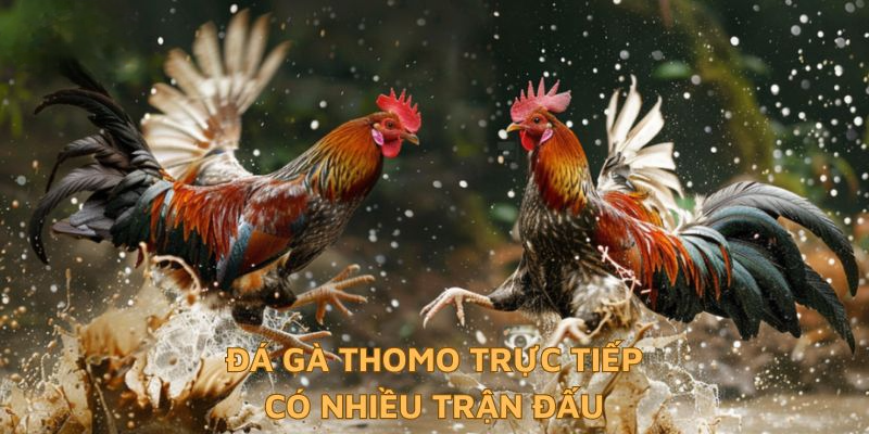 Đá gà thomo trực tiếp có nhiều trận đấu hay