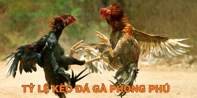 Đá gà trực tiếp 88 cập nhật kèo siêu đa dạng